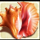 Conch Shell