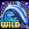 Dolphin | Wild