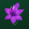 pans arcadia slot purple flower symbol