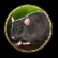 im-a-celebrity-get-me-out-of-here-rat-symbol