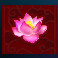 ancient tigers legacy plum blossom symbol