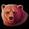 absolutely-mammoth-bear-symbol