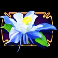 eternal link princess empire flower symbol