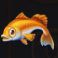 marlin masters atlantis slot gold fish symbol