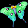 fishin pots of gold gold blitz ultimate fever boost butterfly symbol