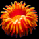 bioluminanza orange anemone symbol