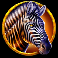 savannah strike extra zebra symbol